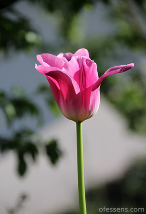 Tulipe rose meilleure antistress naturel de la planète