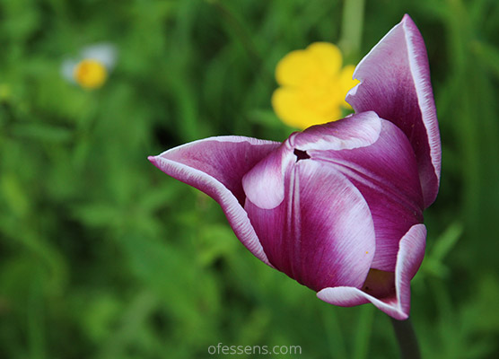 Tulipe violette langage de lumière